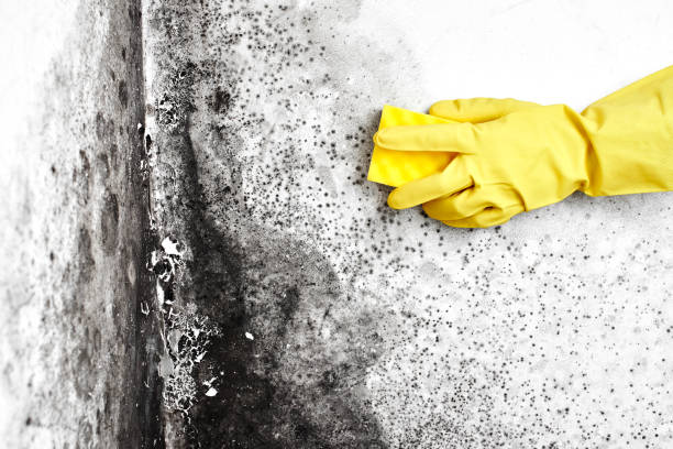 Best Attic Mold Remediation in Morgan, UT