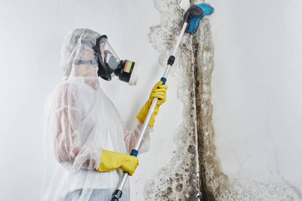 Best Mold Remediation for Specific Building Types in Morgan, UT