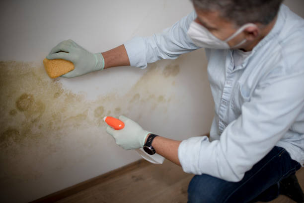 Best Industrial Mold Remediation in Morgan, UT