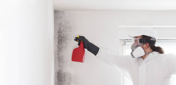 Best DIY Mold Remediation Support Services in Morgan, UT