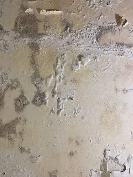Best Black Mold Remediation in Morgan, UT