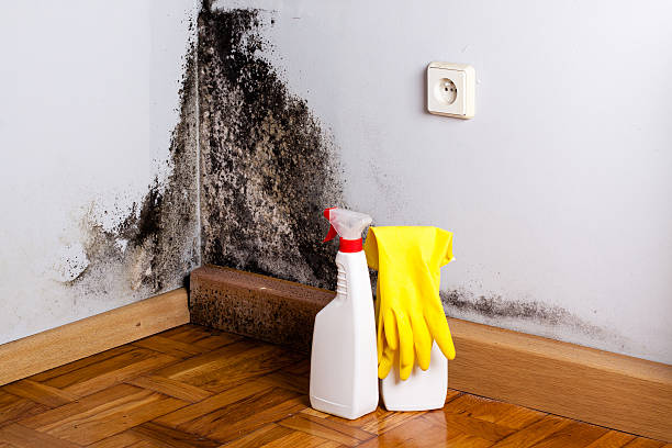 Best Bathroom Mold Remediation in Morgan, UT