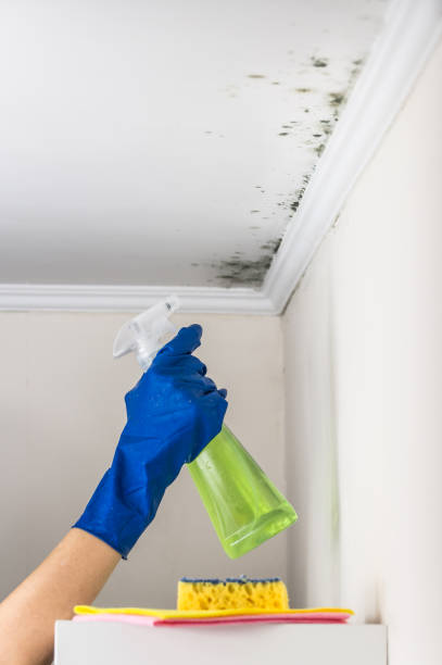 Best Residential Mold Remediation in Morgan, UT